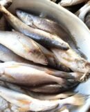 bars de kribi filets (4 5 pcs/kg) filets de bar frais, chair ferme et délicate, origine kribi
