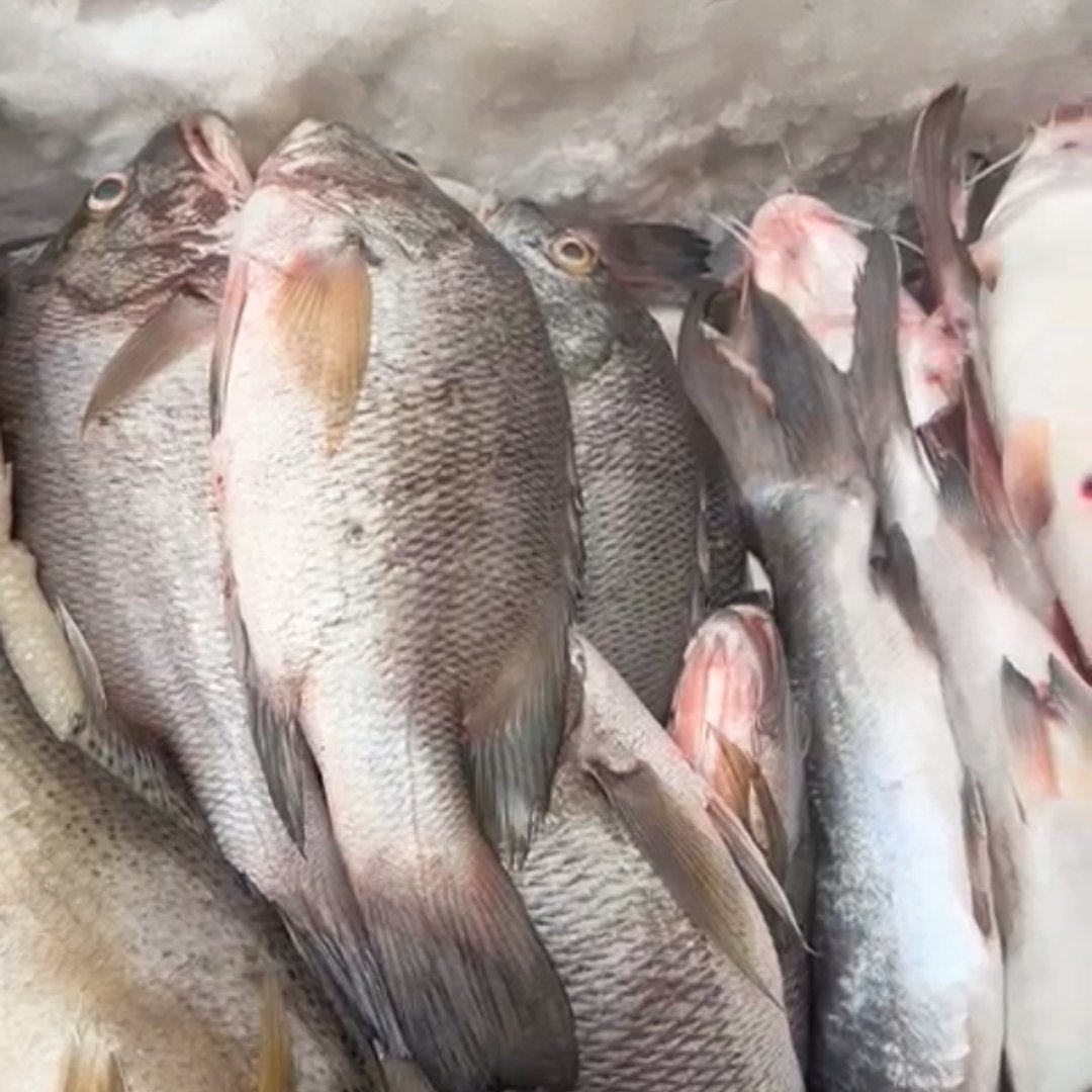 poissons carpes fraîches 2 kg