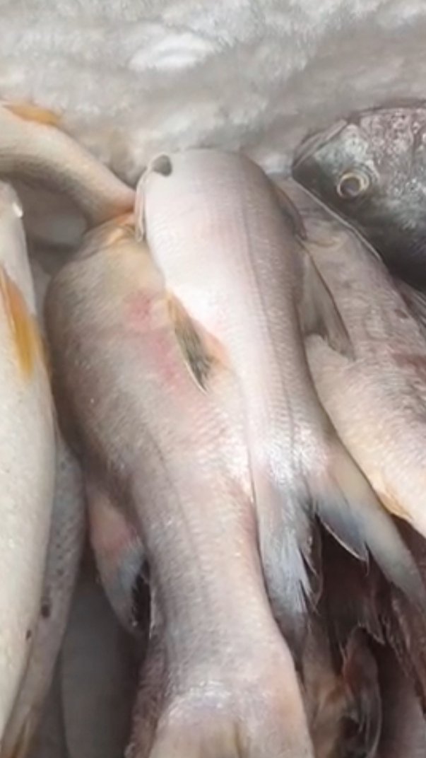 poissons capitaines frais de Kribi 2 Kg