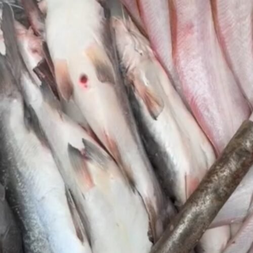 img 20260219 121242.jpg